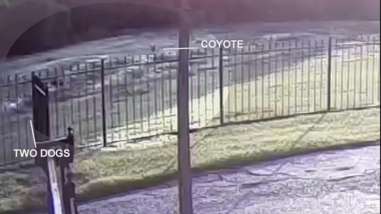 Dog taken by coyote.jpg